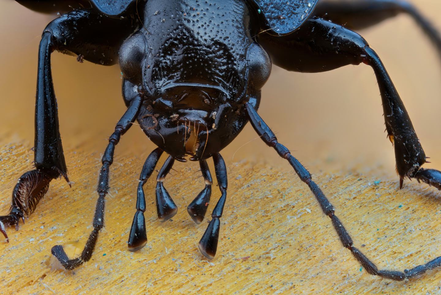 Carabidae: Licinus silphoides